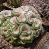 Turbinicarpus_valdezianus_fa._cristata